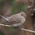 『投稿：愛嬌満点のニシオジロビタキ　2023/04/11』の画像