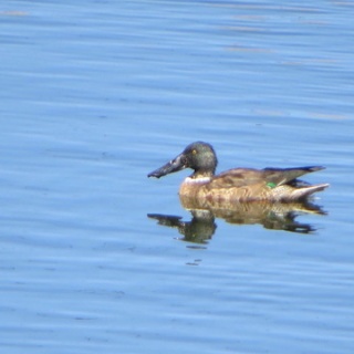 花鳥いろいろ 四季の野鳥