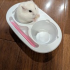 椬ȤΥ󥭡ϥॹ