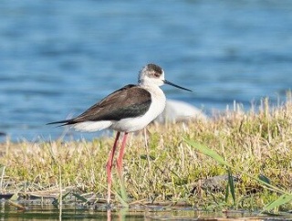 2026年5月1日の野鳥公園
