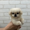 ☆新入荷ワンちゃんのご紹介☆