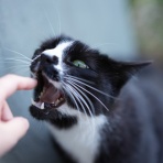 ねことアパートと1人暮らし～とらやんとおらと～