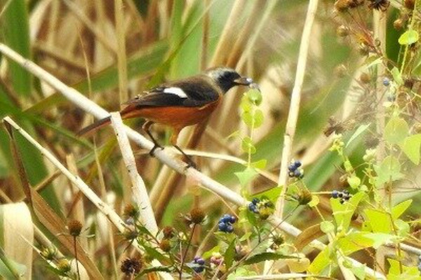 東京港野鳥公園 レンジャーブログ - 2025年10月