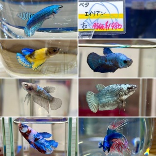 SONOアクアプランツファーム水草･海藻情報局