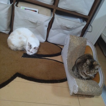 実物のﾈｺﾁｬﾝたちセカンド83