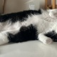 ウチの猫見てよ
