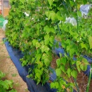 平莢インゲンも終わりになる