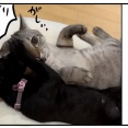 猫の名はポル㉓−2