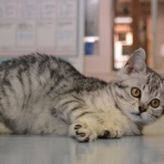 行橋猫カフェ＆動物病院ブログ