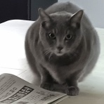 今を生きる～猫と共に