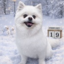 カットコース ポメラニアン 八王子長房店