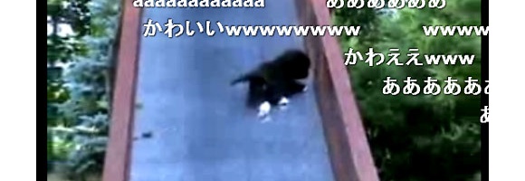 滑り台から滑り落ちる子猫の動画がニコニコで人気