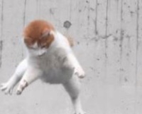 猫　道頓堀ダイブ　なんで藤浪がいるの？心痛むわｗｗｗｗｗｗ