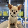 トリミングブログ🐕