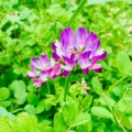 4月9日（木）の花🌸三昧•1…鶴見緑地