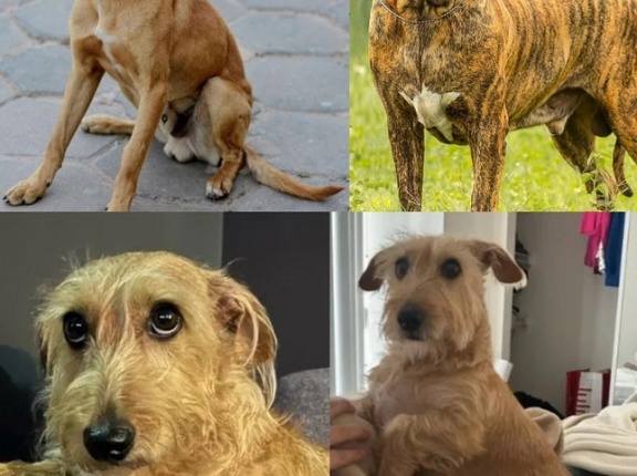 ブラジル「お前らの国で昔から飼われてるペットは？」日本「芝犬！」