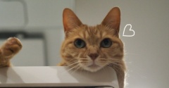 キッチンカウンターに猫♪