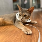 わか坊、ネックカラーの練習をする