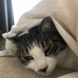 『自分の家を褒めること ー褒めたくなるような家で暮らすことー』の画像