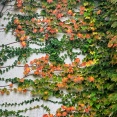 蔦 の 紅葉が始まりました　