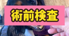ポコちゃん病院へ行く。