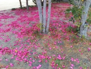 犬も歩けば棒に当たる！ことわざは信じよう