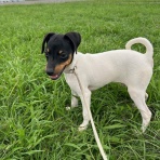 日本最大の日本テリア専門犬舎　【千葉県ブリーダー】　萩野スーパーミニ犬舎