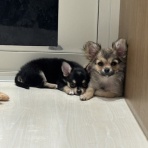 名古屋市西区 ペットショップ ワンラブ ヨシヅヤ名古屋名西店のスタッフブログ