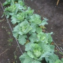 春キャベツが喜んでいる