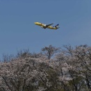 百里の桜、２０２６０４０３