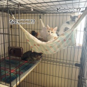 緊急移住することにした。