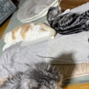 ネネがいないと思っていたら・・・