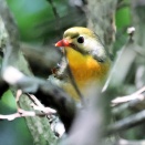 お山はいろいろと鳥さんいました。ムギマキ成長♂他