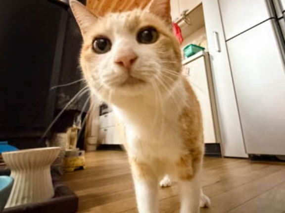 はったり