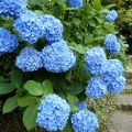 アジサイの花！２