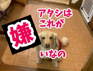 暑い日はこれだね。