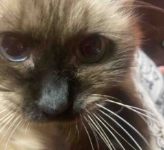 衣類で猫に注意が必要な理由