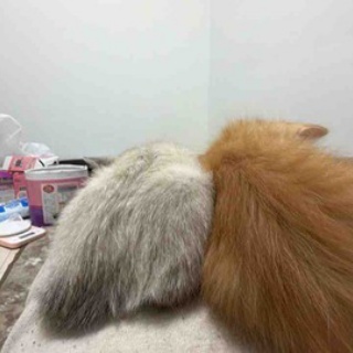 ねこかます