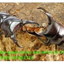 〇残2ペア！D.ウォード＼(^o^)／