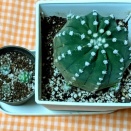 10月のサボ吉🌵と