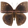 オオトガリワモン♂ (マレー半島) Discophora timora perakensis