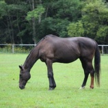 『日焼』の画像