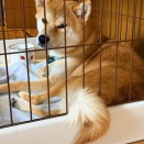 風太の日記！　4月15日