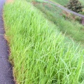 Ԥʤ뤫ڼƻ