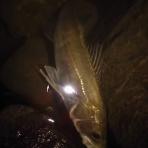 婦走夫随　～ケンと弾丸(♀)の自転車日記。～