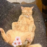 にゃんず新年のご挨拶と、とろっと食感【基本のバスクチーズケーキ】