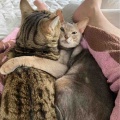 イケメンベネリ君