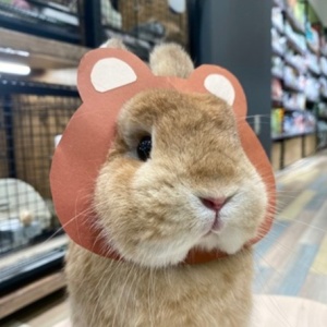 やんちゃうさぎ×プロケージ！ : うさぎブログ うさぎのしっぽ公式