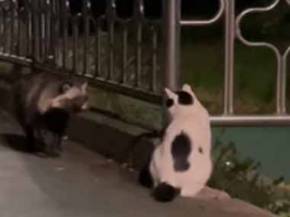 猫のゴハンを食べにやってきたアライグマ。あちらのゴハン、いただきますね → ちゃんと猫に挨拶をします…