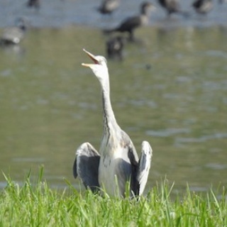東京港野鳥公園　レンジャーブログ